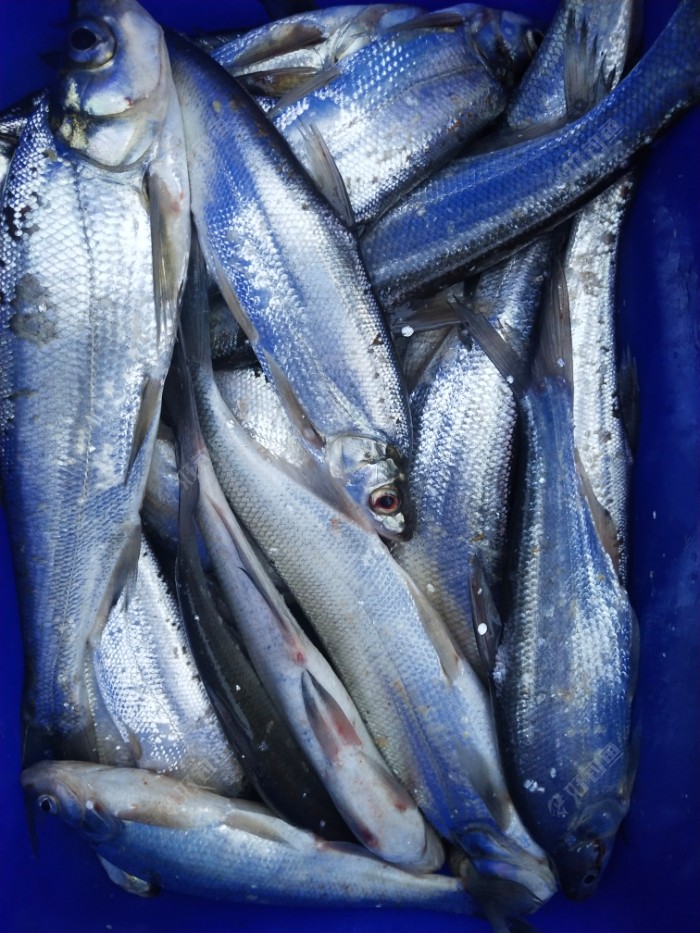 但那种黑漂等于就给我吃了兴奋剂,太爽了,白鱼肉质细腻,明天继续,玉米