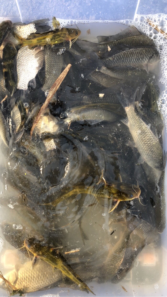 夏天了回顾一下高邮湖春天鱼获鱼颜色美丽