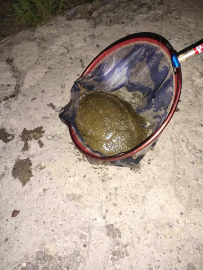 夜钓钓甲鱼二斤八两