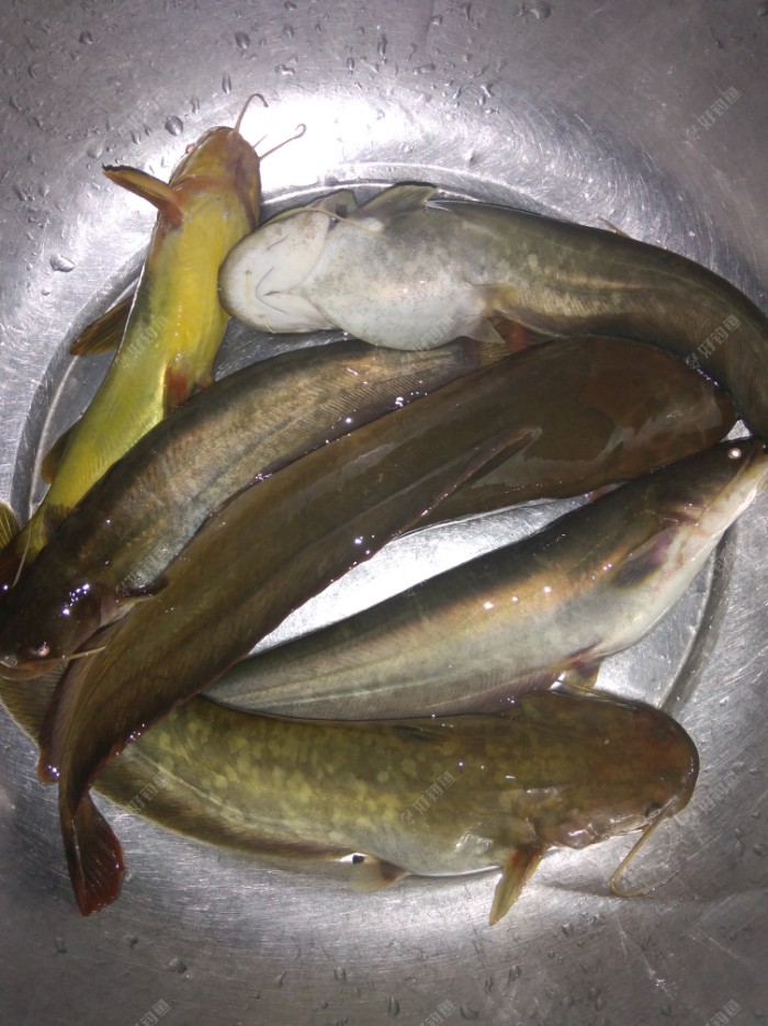 这是鲶鱼,黄辣丁,有二斤吧!