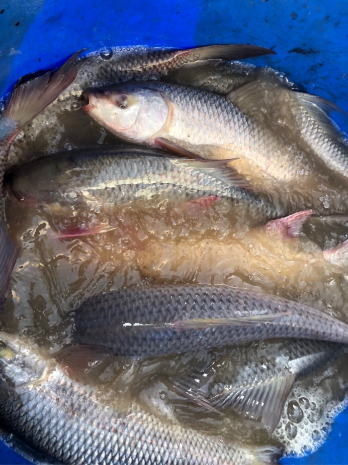 文仔休闲钓鱼场刚放瘦身草鱼一批水中战斗机大麦鲮一批