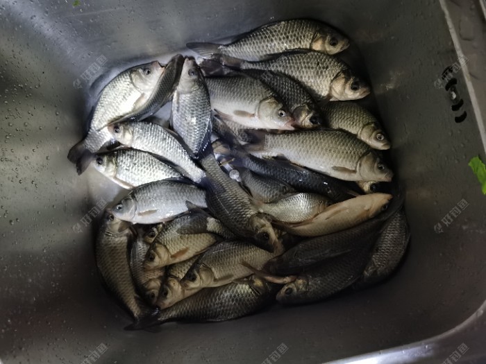 四条蚯蚓钓三条 - 好钓鱼