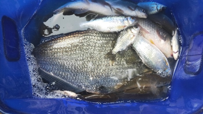 钓鲫鱼偶遇大扁