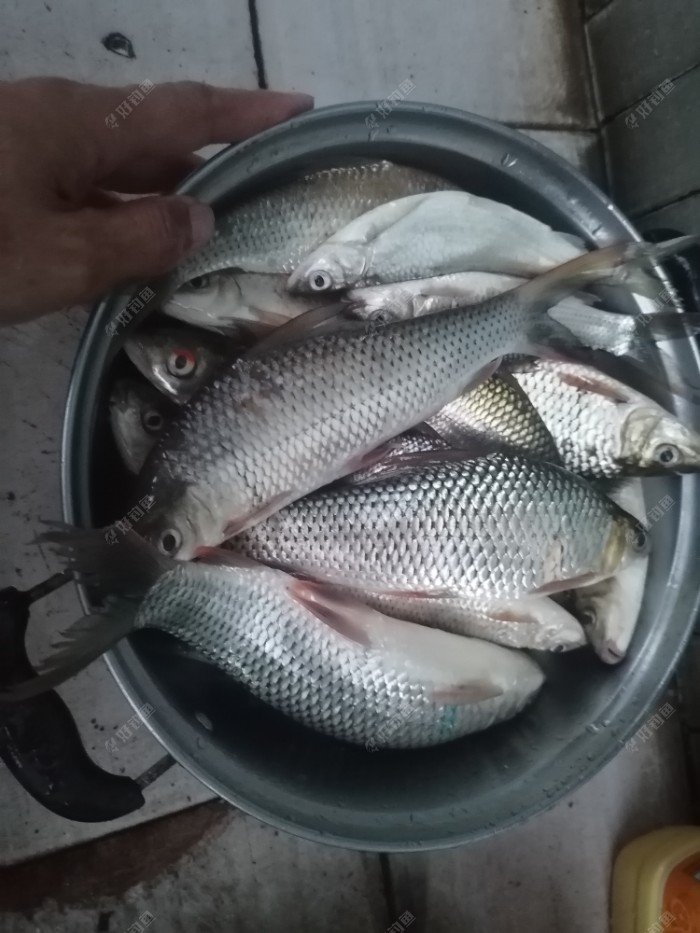 奶香味饵料狂拉土鲮鱼,突然半路杀出程咬金