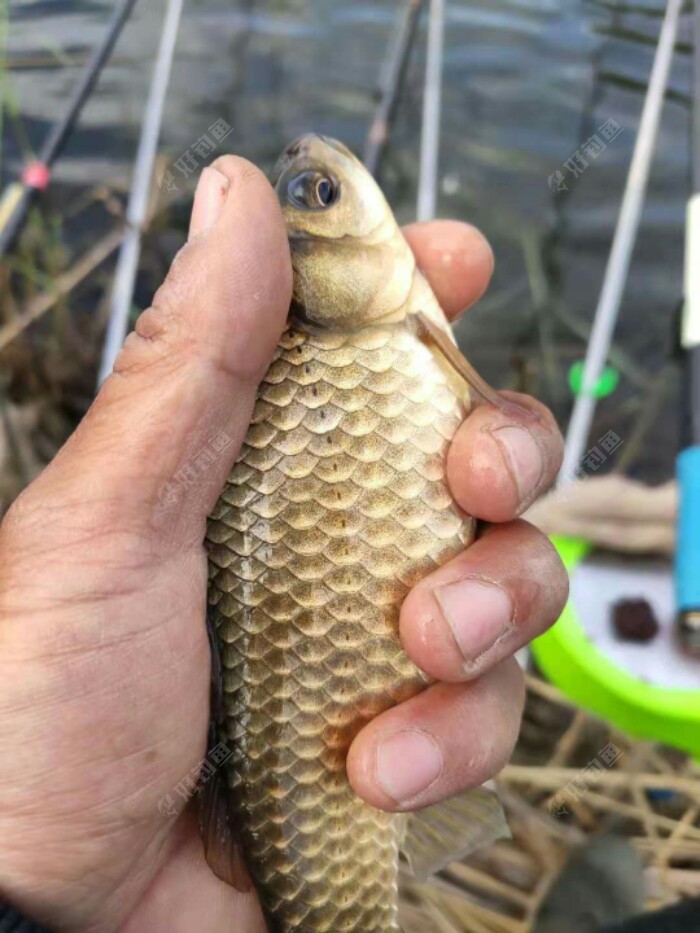 东北野钓塘坝之野塘中巨无霸大板鲫我站起来了
