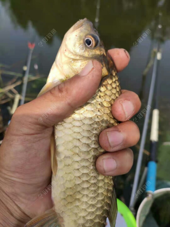 东北野钓塘坝之垂钓东塘坝小鲫鱼鱼获不错的