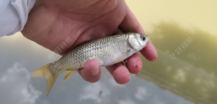 小草苗子一尾,開始以為是鯪魚.