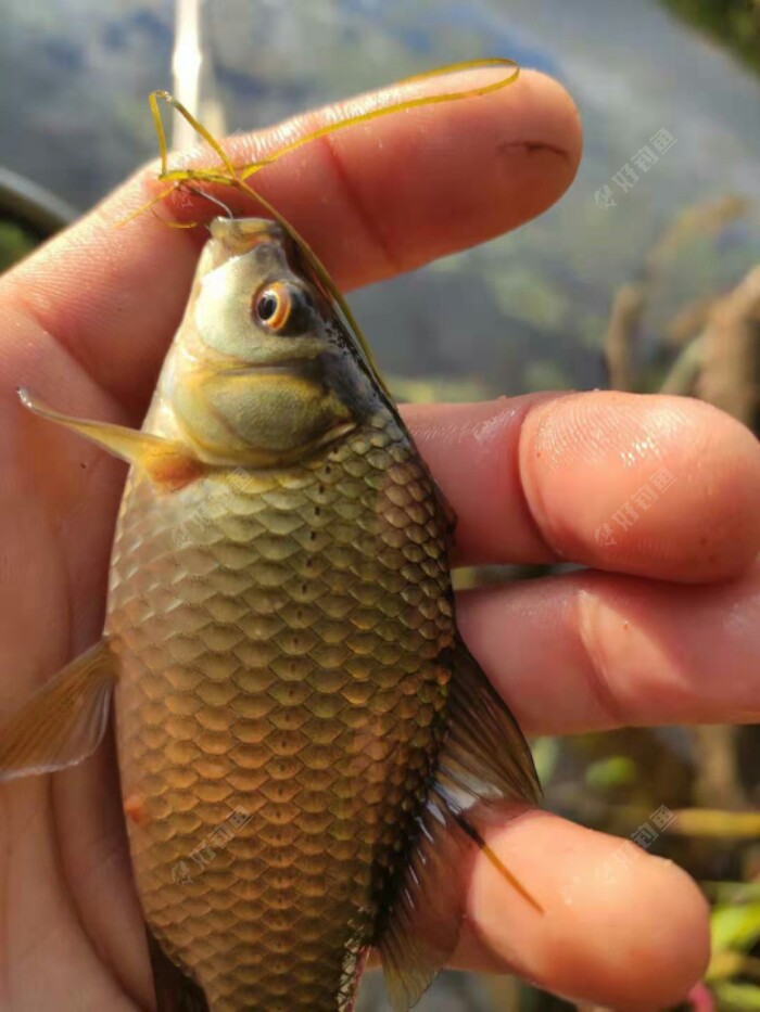 东北野钓塘坝之东塘坝垂钓小鲫鱼双飞过瘾