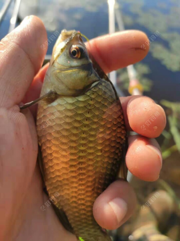 东北野钓塘坝之东塘坝垂钓小鲫鱼双飞过瘾