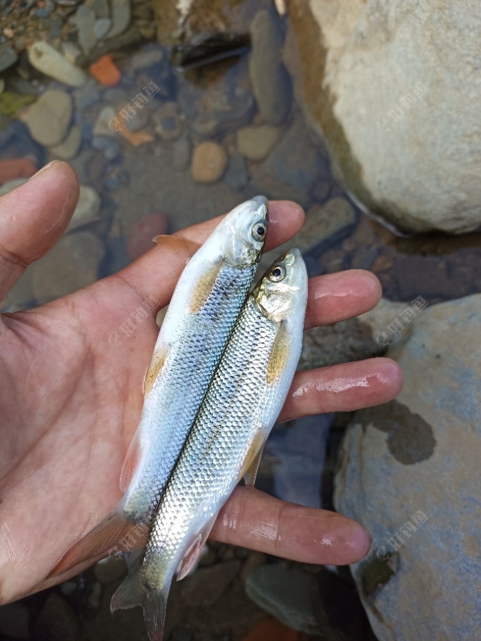 這魚很難釣到的,我們這裡叫泉魚,不知道學名叫什麼,有認識的釣友賜教