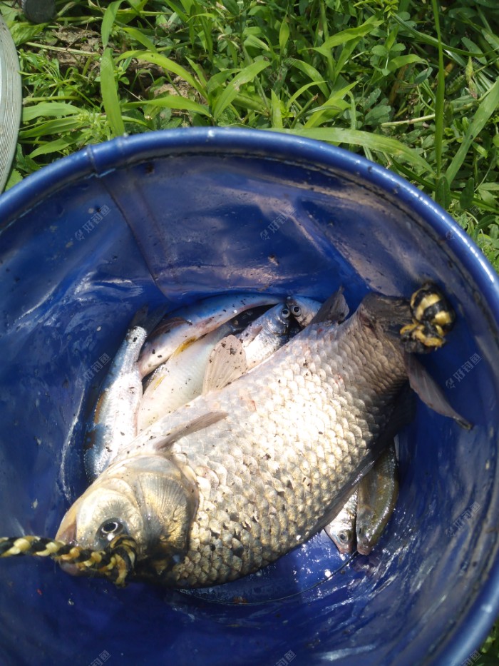 看鱼获吧,白条请一色,鲫鱼独一尾,近11点,有的晒,走人.呵呵